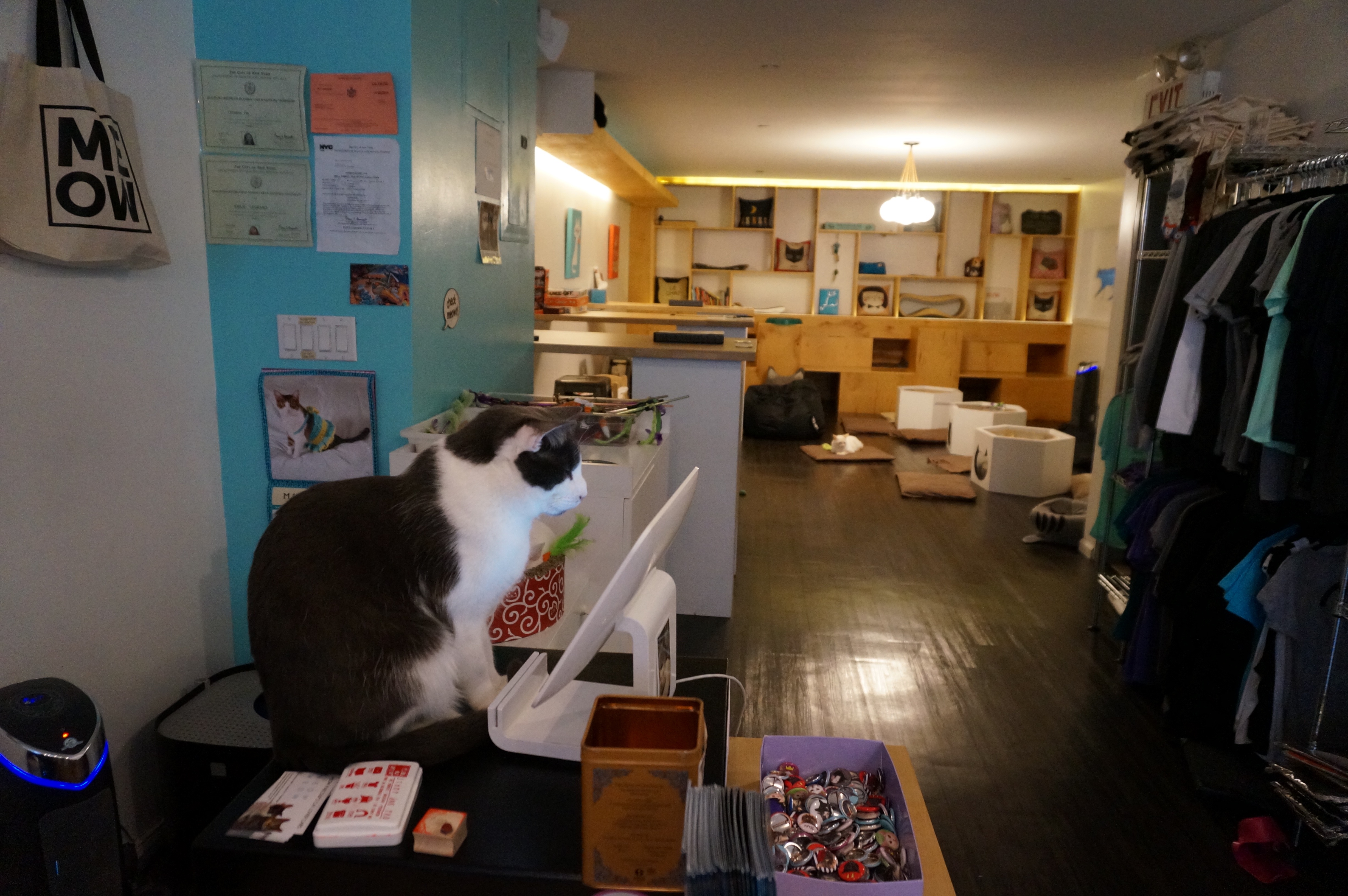 Meow Parlour Visit A Cat Cafe in New York City New York Cliché