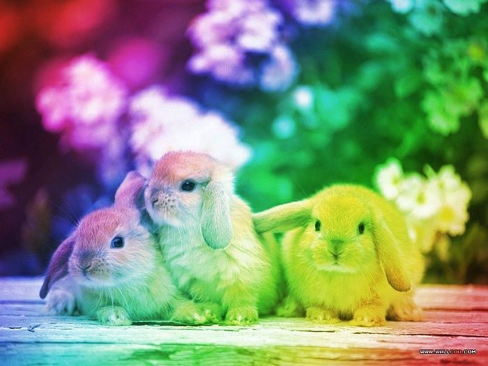 rainbow chax bunny