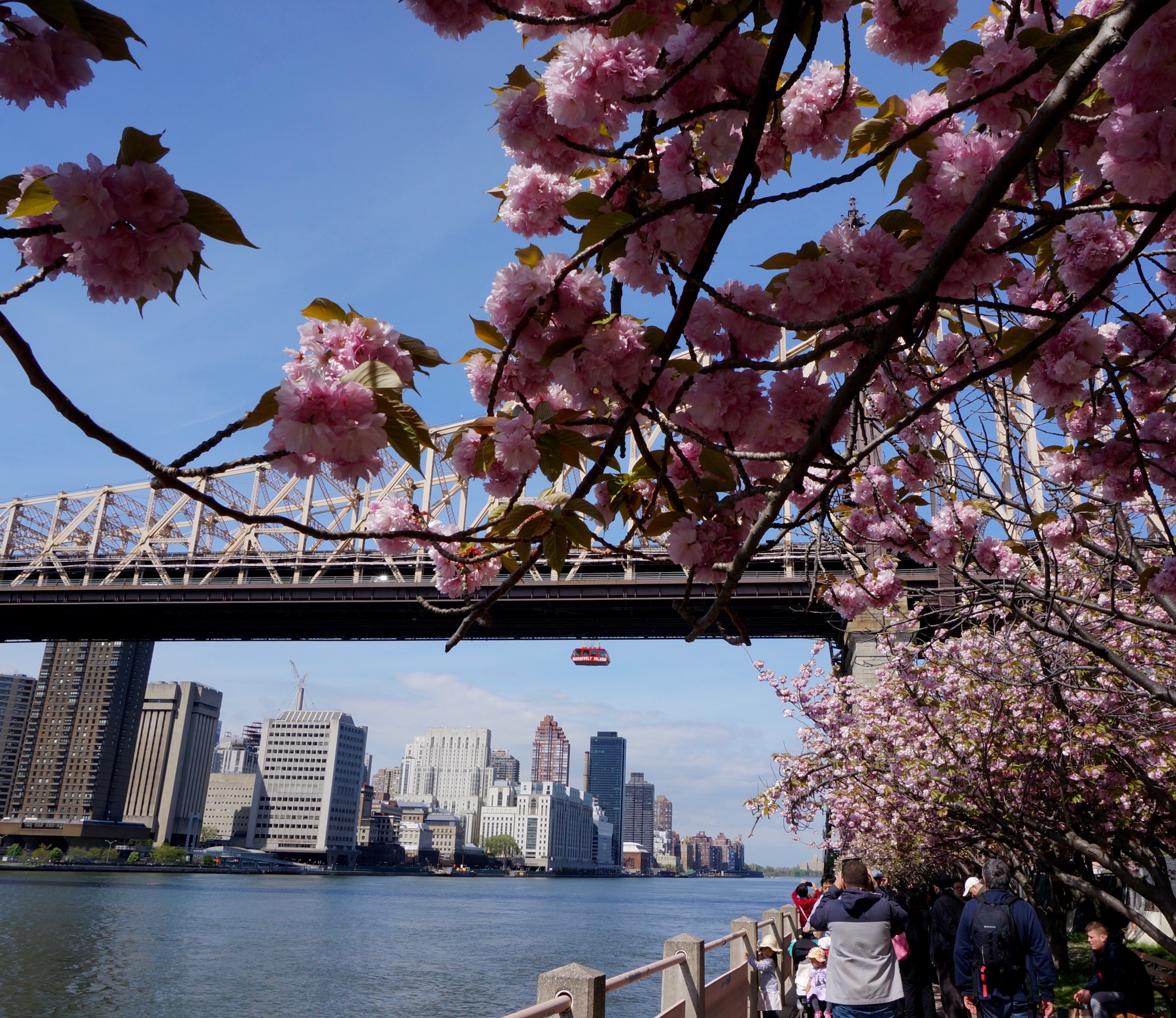 rooseveltislandcherryblossoms New York Cliché